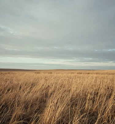 Sparsely composed prairie landscape under an overcast sky, dry grass in the foreground, low horizon, quiet morning light.