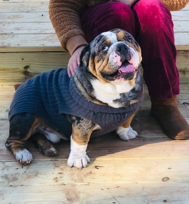 English Bulldog Male