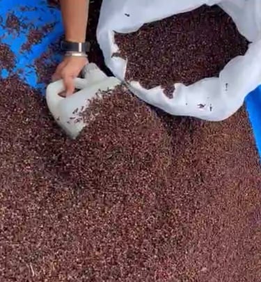 HIGH QUALITY CLOVES AB6