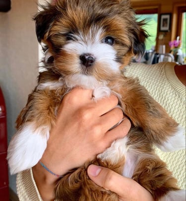 Cute Havanese Puppy