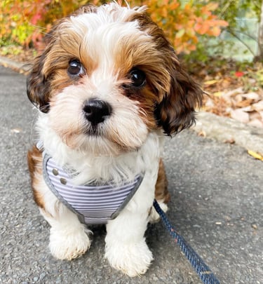 Male Havanese Puppy