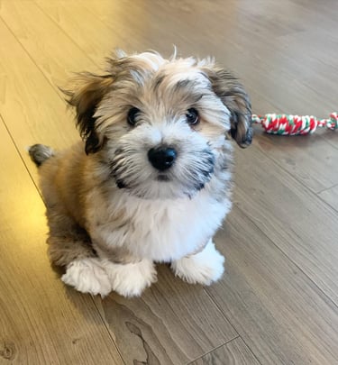 The Havanese Puppy