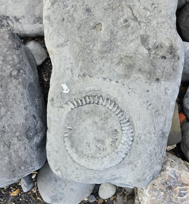 An ammonite fossil on Monmouth Beach near Lyme Regis on the Jurassic coast