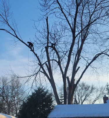 Giant silver maple winter removal in White Bear Lake