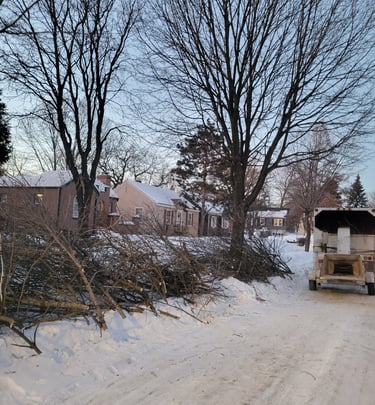 Dying ash removal in South Minneapolis - Nokomis