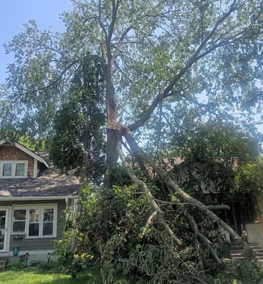Storm damaged elm removal in South Minneapolis - Minnehaha