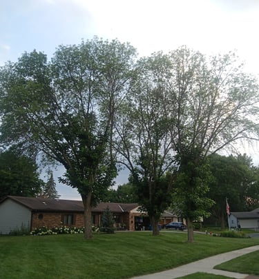 Three diseased ash trees removed in Bloomington