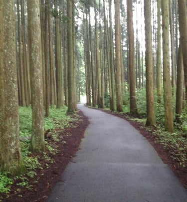 A forest run at the bottom of mount Fuji