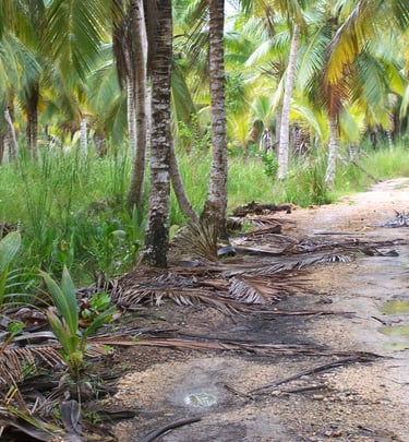 Path winding through a coconut palm grove;Sendero por plantación de palmeras cocoteras