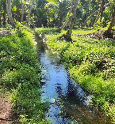 Moving brook with clear water amid palms;Arroyo en movimiento con agua clara entre palmeras