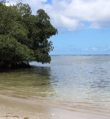 Calm sandy beach with mangroves;Playa de arena tranquila con manglares