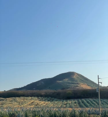 Blue Weber agave field at the base of a scenic hill under a clear blue sky in Jalisco, Mexico.