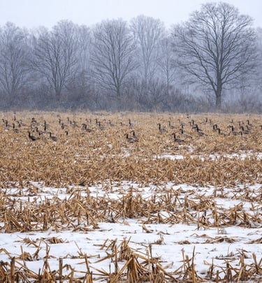 a snow covered corn field in the winter