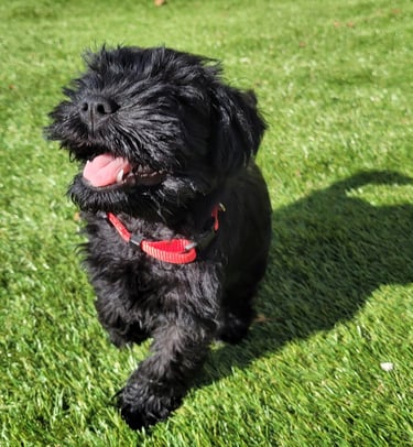 Chiot Schnauzer qui court