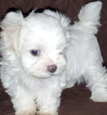 Beaitiful white Maltese Puppy