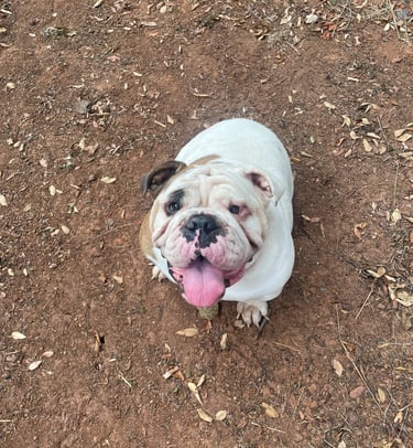 English Bulldog Mother 