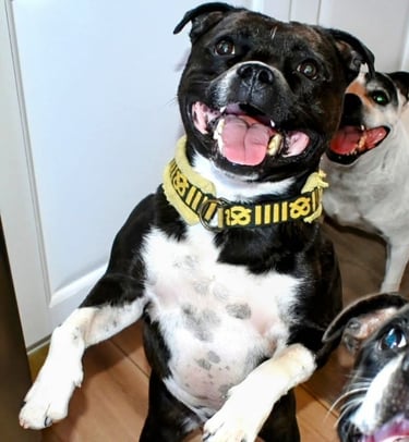 sorriso staffy staffordshire bull terrier