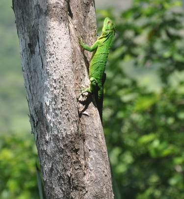 Lizard at Barra Honda National Park, Costa Rica