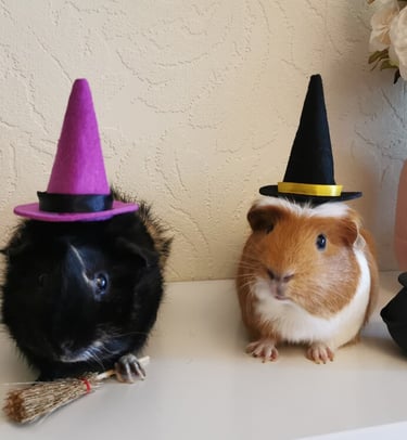 two guineas dressed up as witches and witches