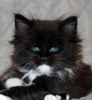 a black kitten kitten sitting maine coon polydactyl polydactylcat on a bed