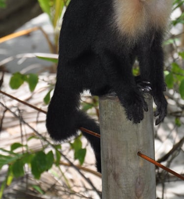monkey at Manuel Antonio National Park, Puntarenas, Costa Rica