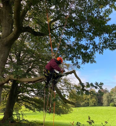 Chainsaw from rope and harness