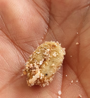 Grano de café iniciando germinación