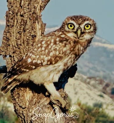 Owl perched on a tree branch during a Cyprus nature photography tour