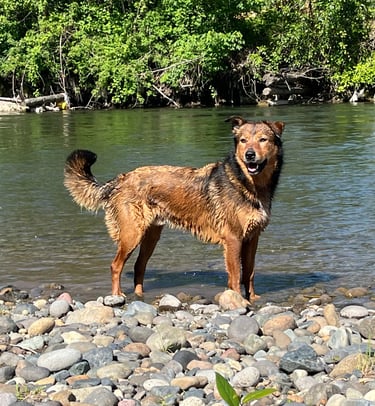 dog in river