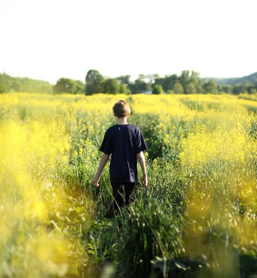 balade dans un champ de colza