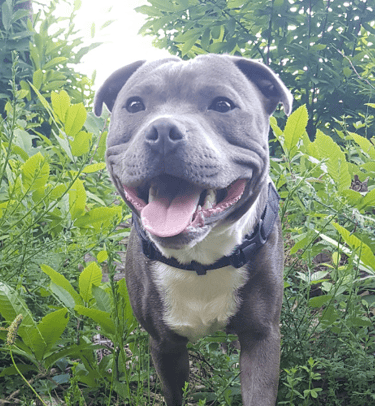 Salut de Pep's Caniservices