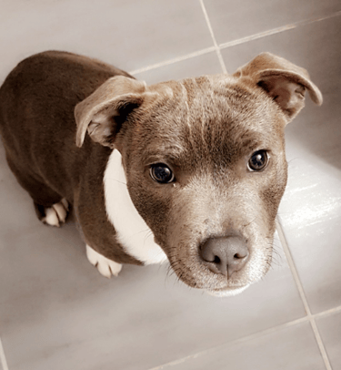 L'arrivée de Pep's Caniservices