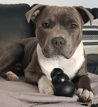 L'intégration de Pep's Caniservices