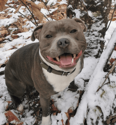 Les inconvénients de Pep's Caniservices