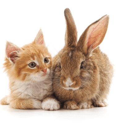 ACACED chat et NAC Caniservices