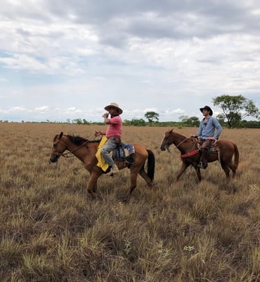 Vichada, Colombia. Terra Forest