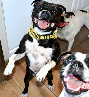 Maschio adulto di Staffy nero con zampe bianche