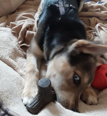 a dog laying on a bed with a toy gun