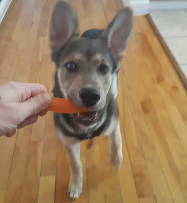 a dog is holding a carrot in its mouth