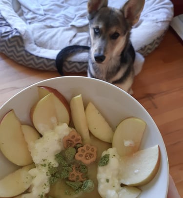 a dog sitting in front of a dog bed