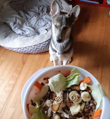 a dog is sitting on a table with a bowl of food