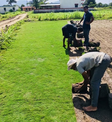 lawn grass suppliers in Telangana