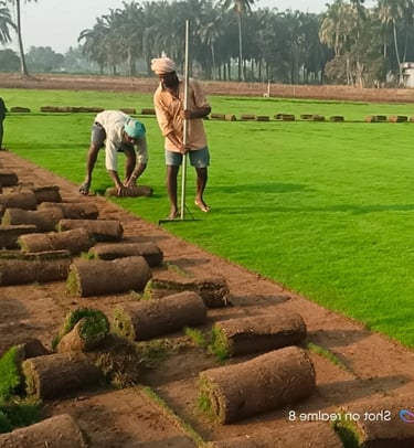 lawn grass suppliers Vijayawada