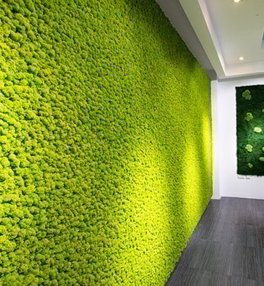 lawn grass suppliers in Rajahmundry