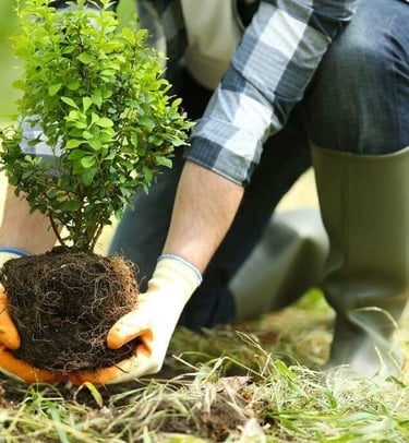 lawn grass suppliers in Vijayawada