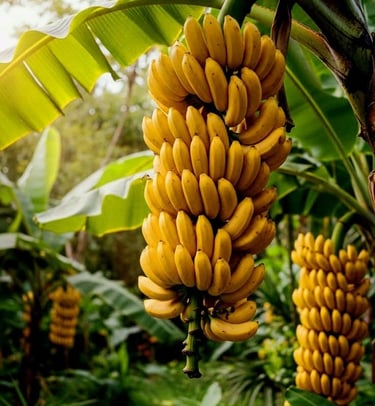 Racimo de plátanos Tabasco madurando con tonalidades amarillas y anaranjadas en una planta