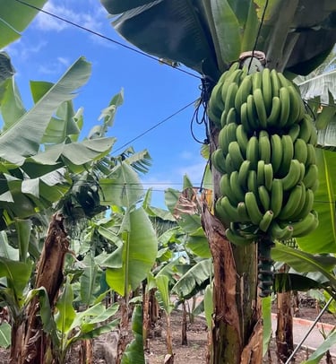  Vista de una plantación de plátanos Tabasco con racimos grandes y verdes bajo un cielo despejado