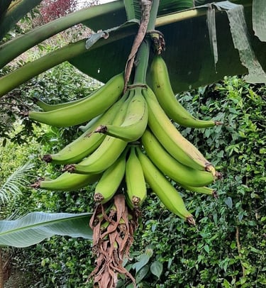  Racimo de plátanos Tabasco verdes de tipo cocción colgando de la planta en la zona de San Rafae