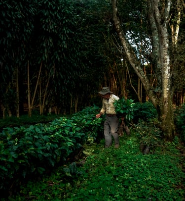a man walking through coffee plants