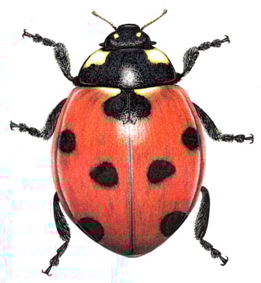 Lady bug illustration
